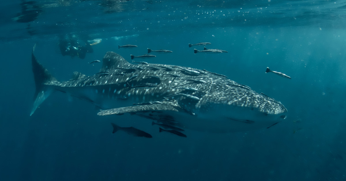 El tiburón ballena, una razón más para visitar Holbox 😍